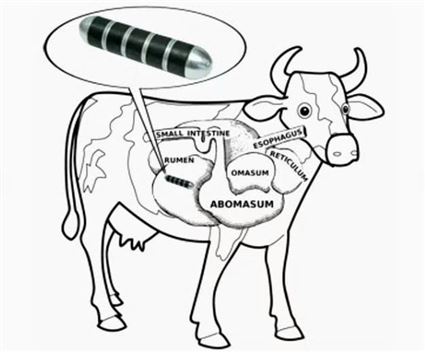 Nam châm Bò AlNiCo  (AlNiCo Cow Magnets)